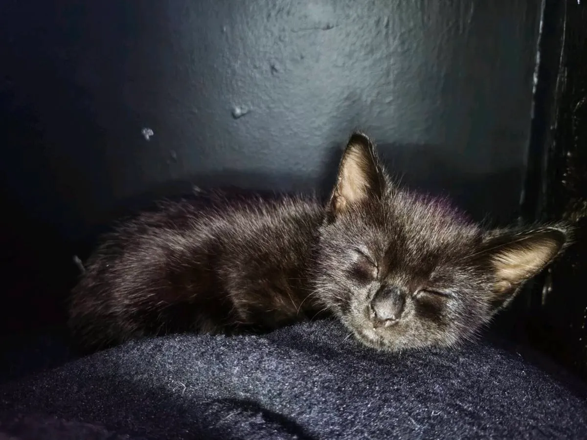 BLUE BENGAL X BLUE RUSSIAN KITTEN GHOST PATTERN - Image 3