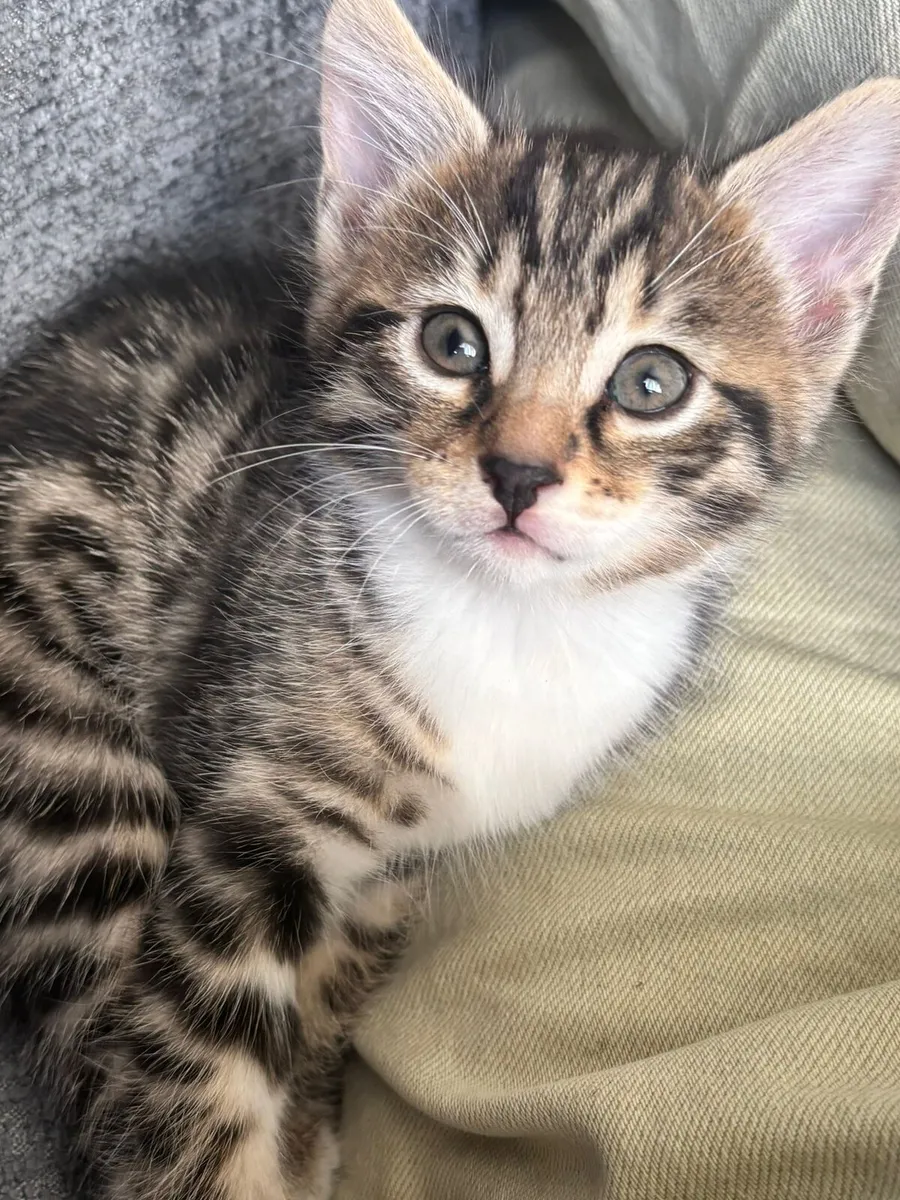 BLUE BENGAL (MUM) X BLUE RUSSIAN (DAD) 1 LEFT - Image 4