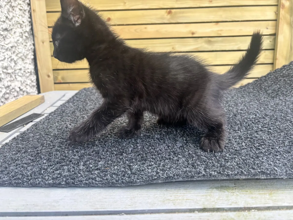 BLUE BENGAL (MUM) X BLUE RUSSIAN (DAD) 1 LEFT - Image 2