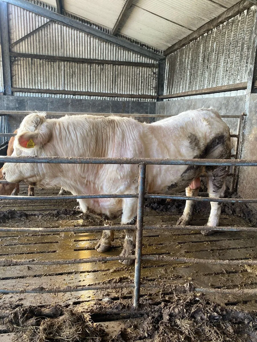 Charolais bull - Image 2