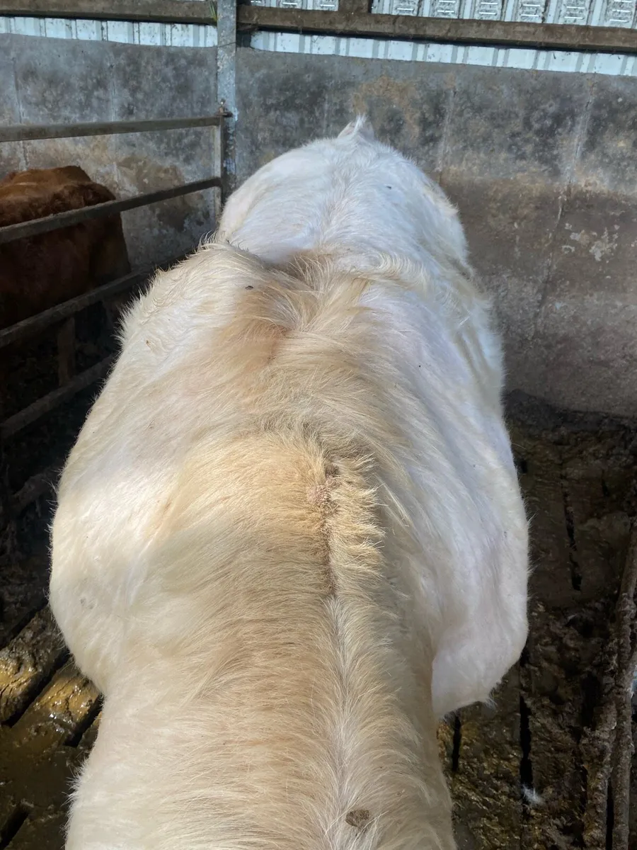 Charolais bull - Image 4