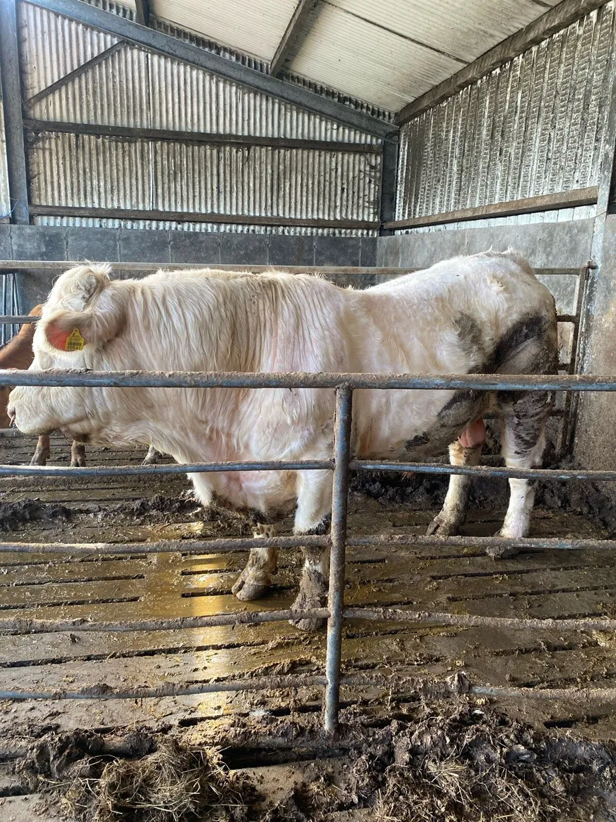 Charolais bull - Image 3