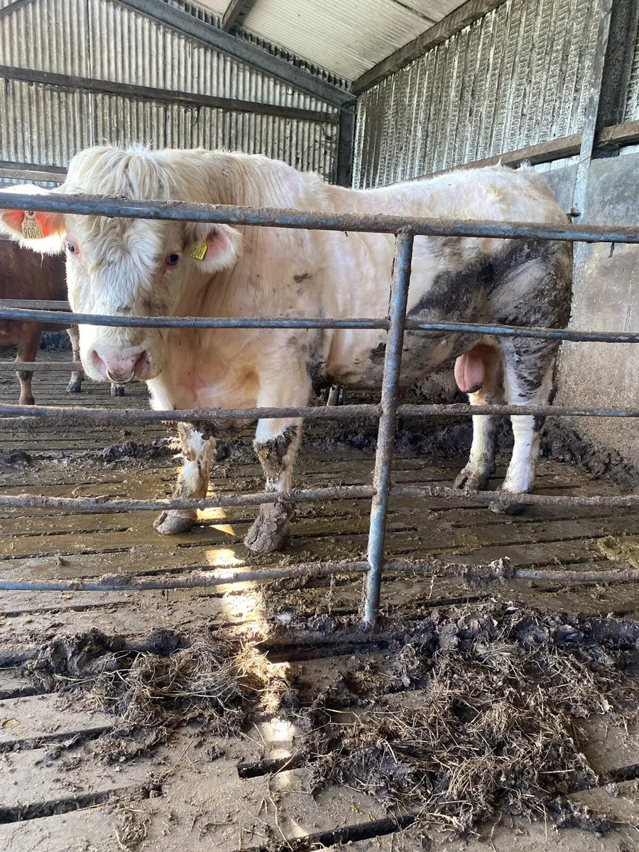 Charolais bull - Image 1