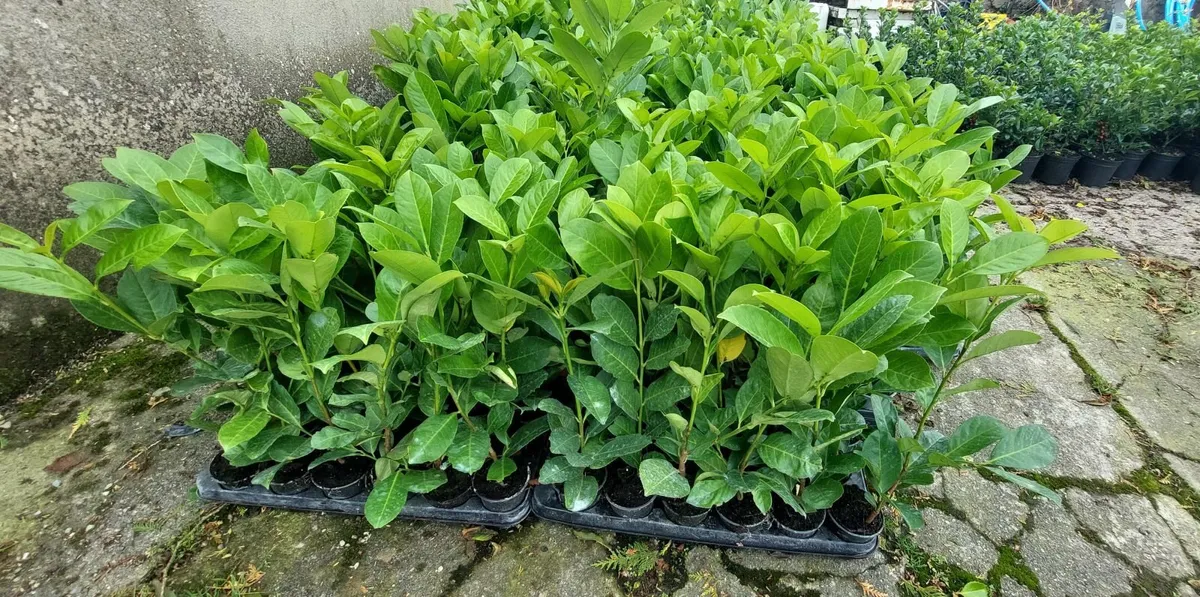 Laurel Hedging - Image 1