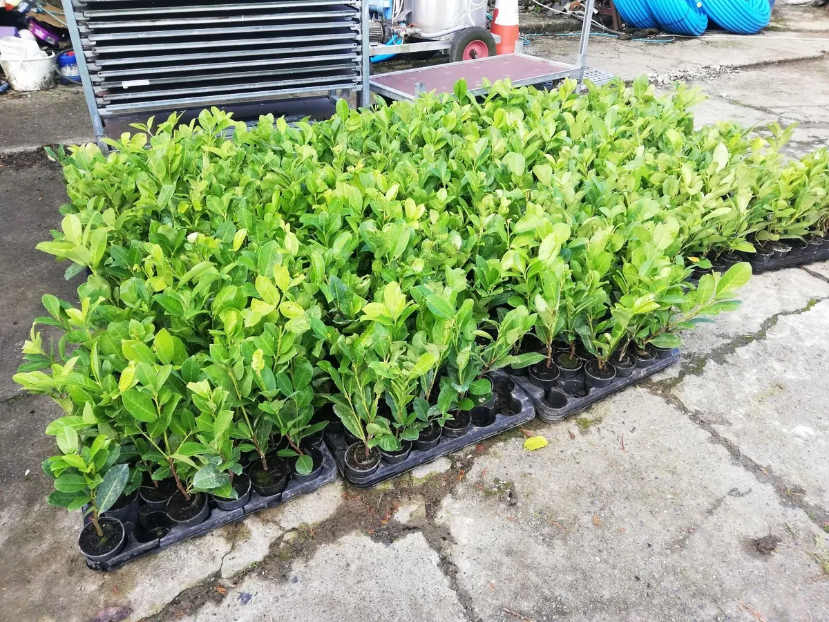 Laurel Hedging - Image 2