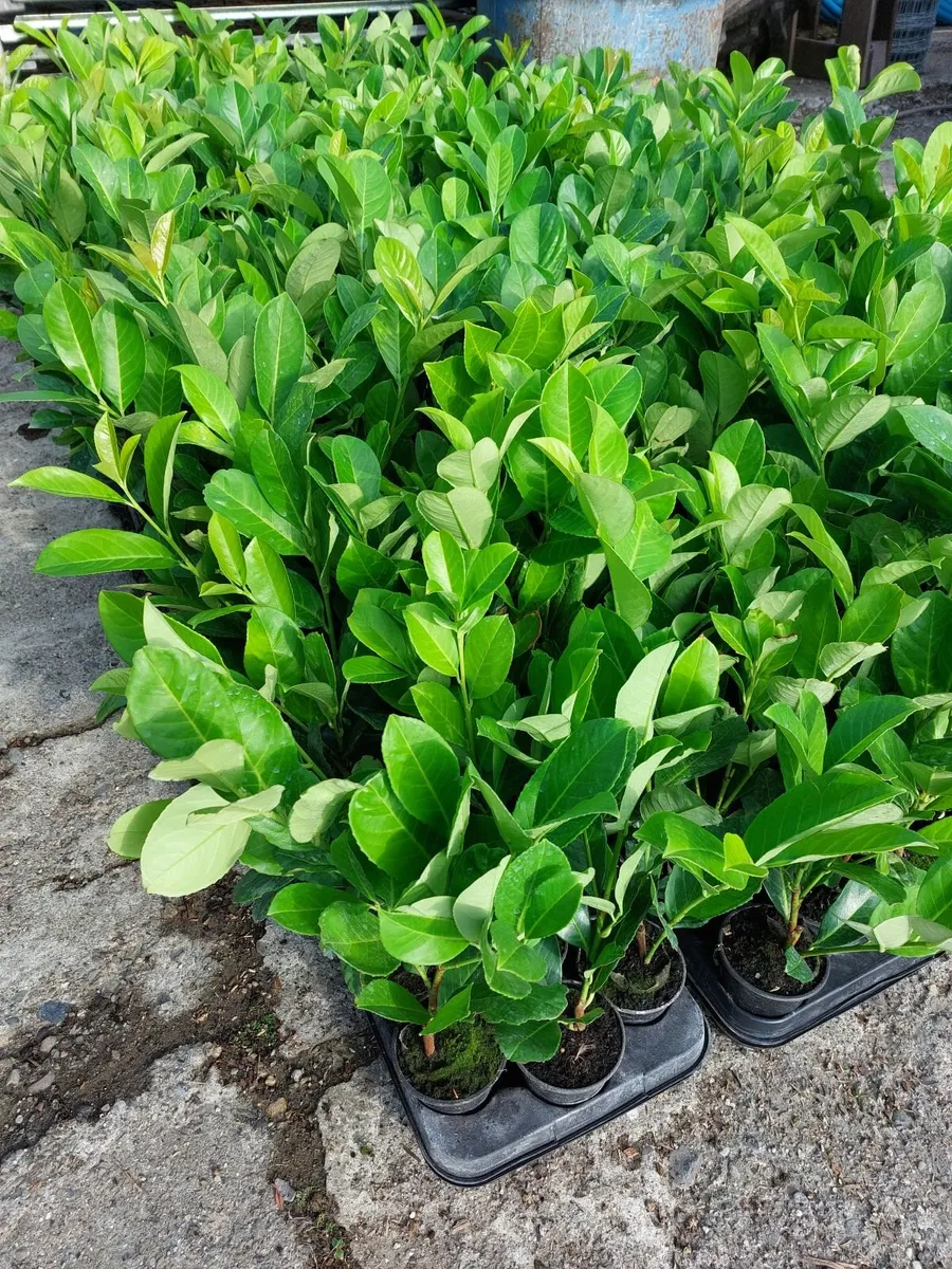 Laurel Hedging - Image 3