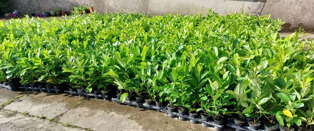 Laurel Hedging - Image 1