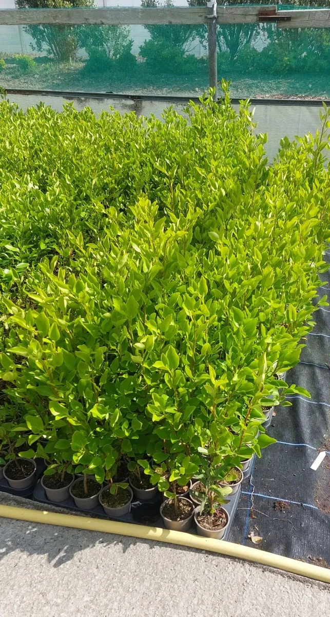 Griselinia Hedging - Image 1