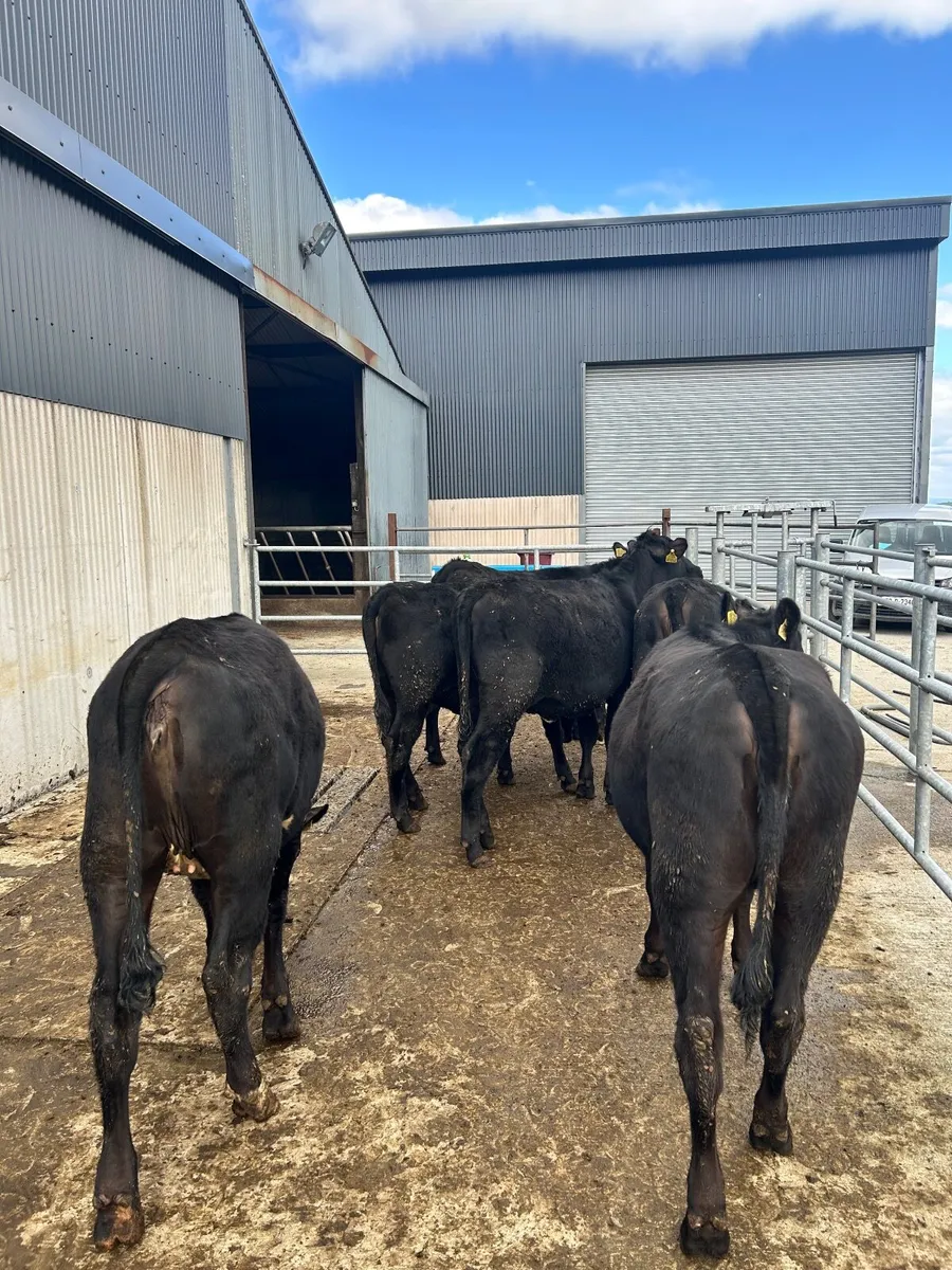 6 AAX yearling heifers - Image 2