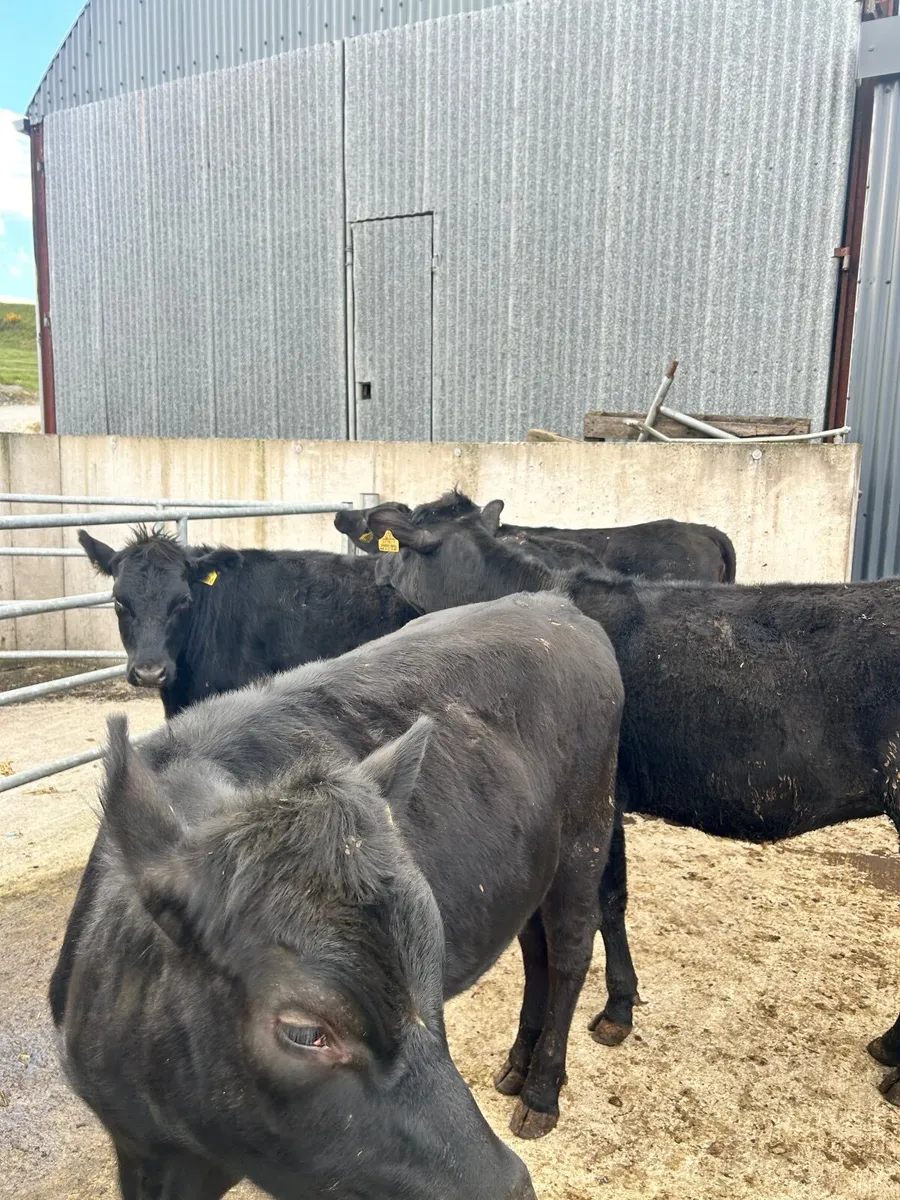 6 AAX yearling heifers - Image 1
