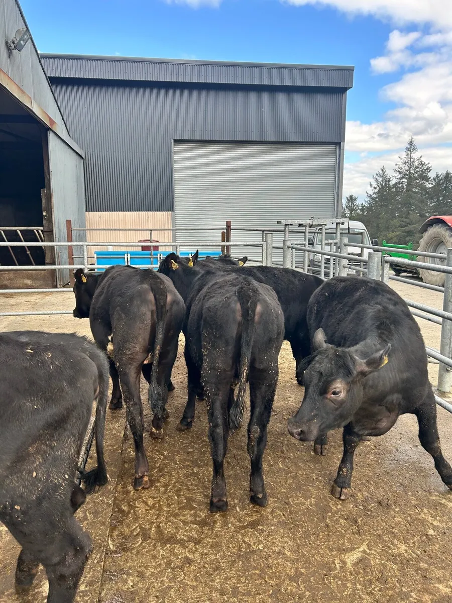 6 AAX yearling heifers - Image 3