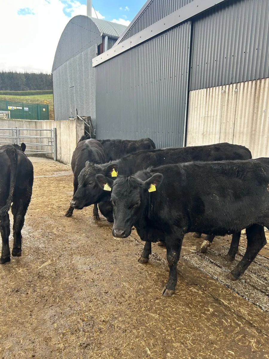 6 AAX yearling heifers - Image 4