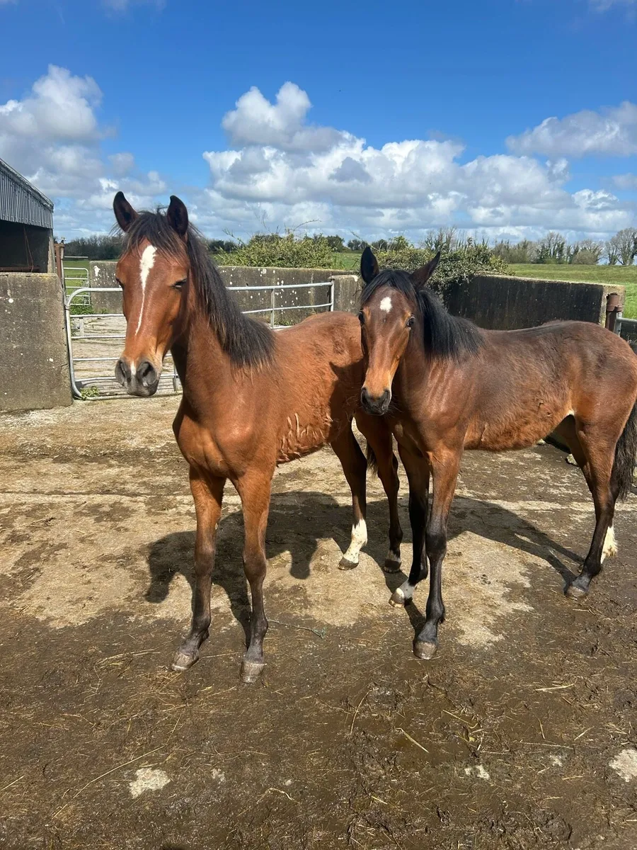Colt and filly - Image 1