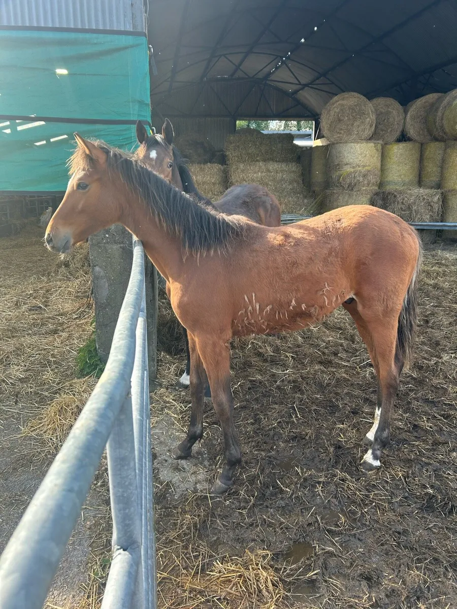 Colt and filly - Image 2