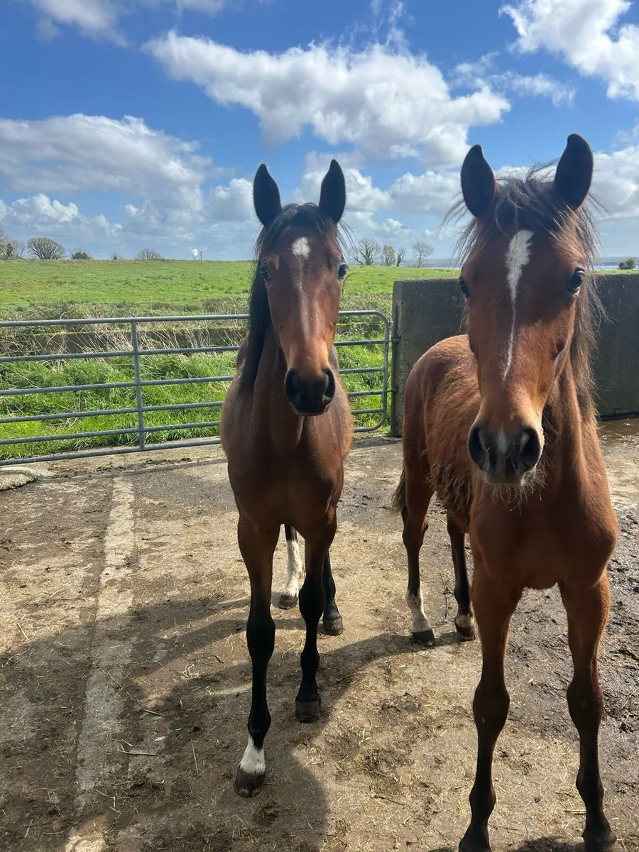 Colt and filly - Image 3