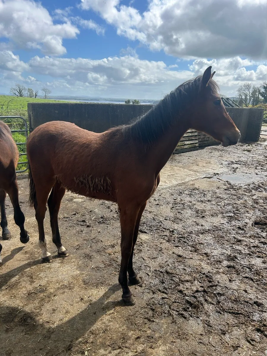 Colt and filly - Image 4