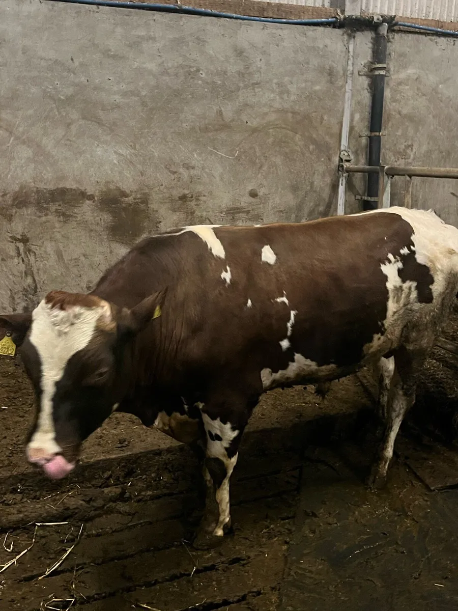 Norwegian red bulls - Image 1