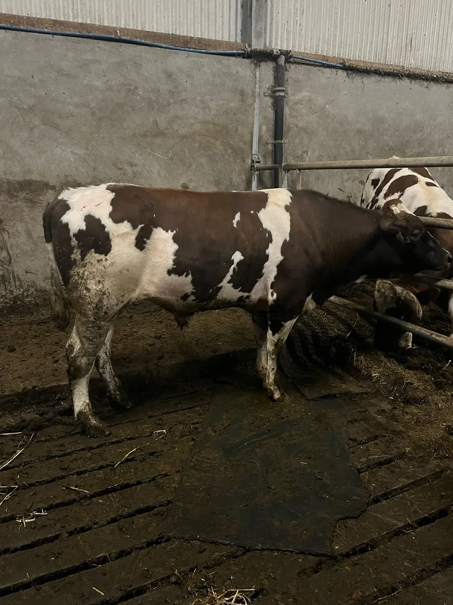 Norwegian red bulls - Image 2