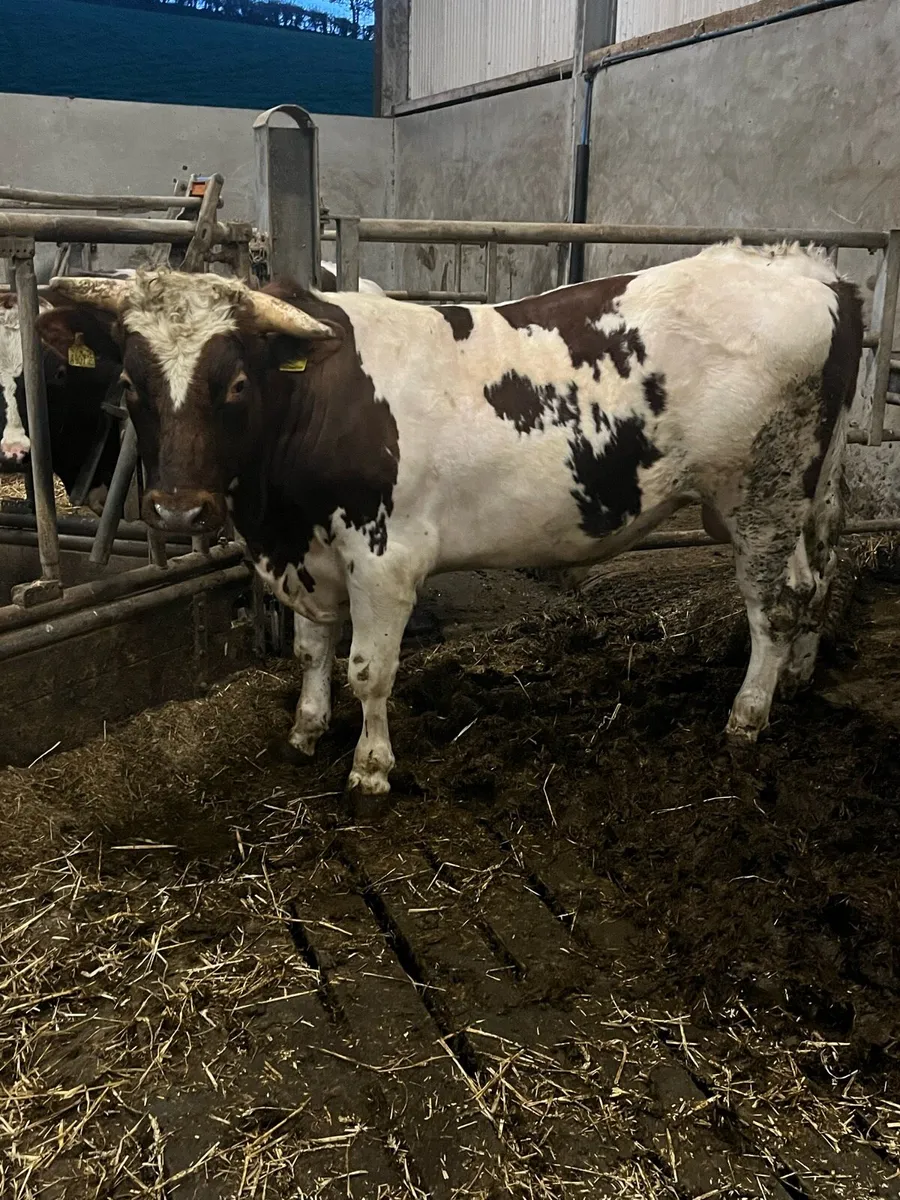 Norwegian red bulls - Image 3