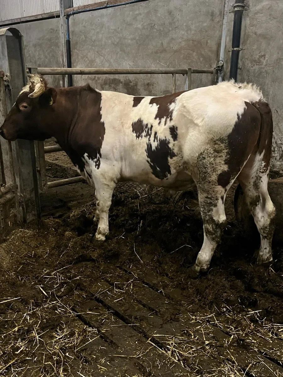 Norwegian red bulls - Image 4