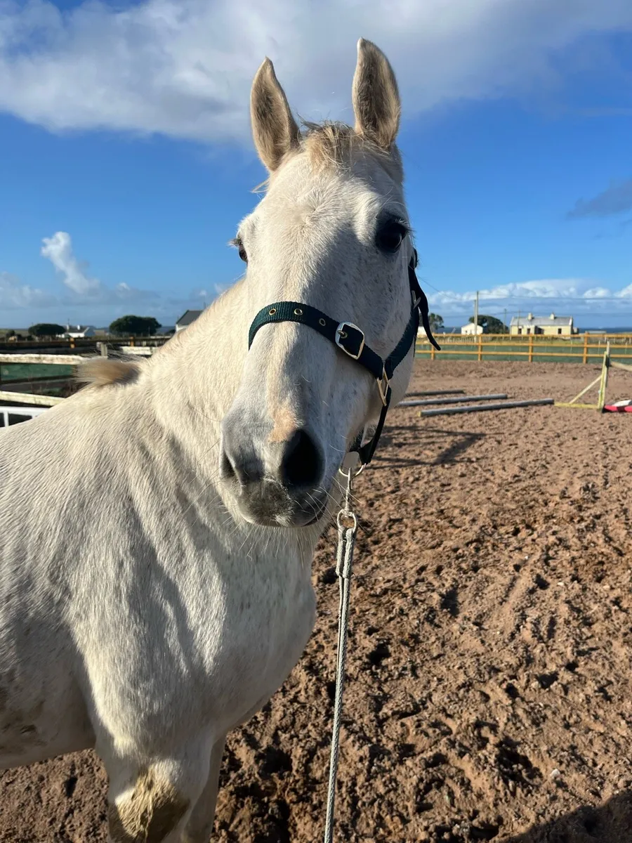 Womanizer X Last News X Clover Hill - Image 1