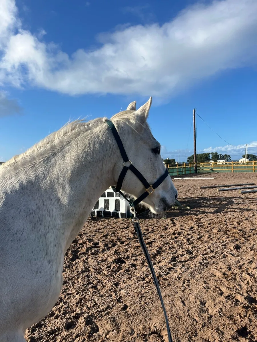 Womanizer X Last News X Clover Hill - Image 2