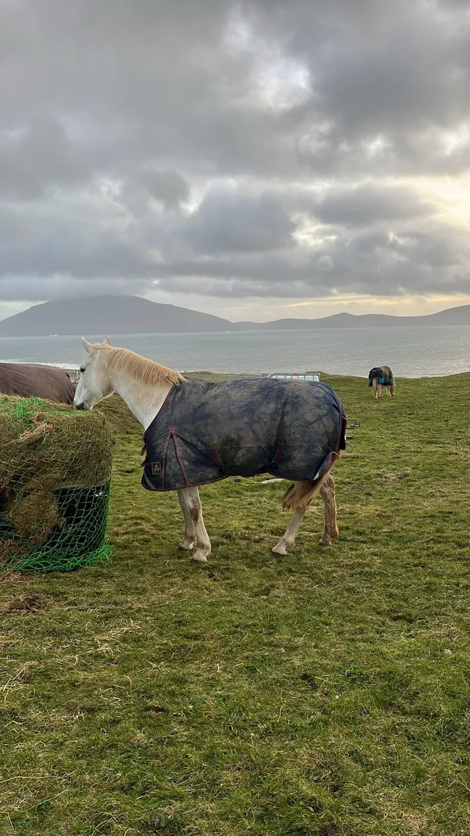 Womanizer X Last News X Clover Hill - Image 3