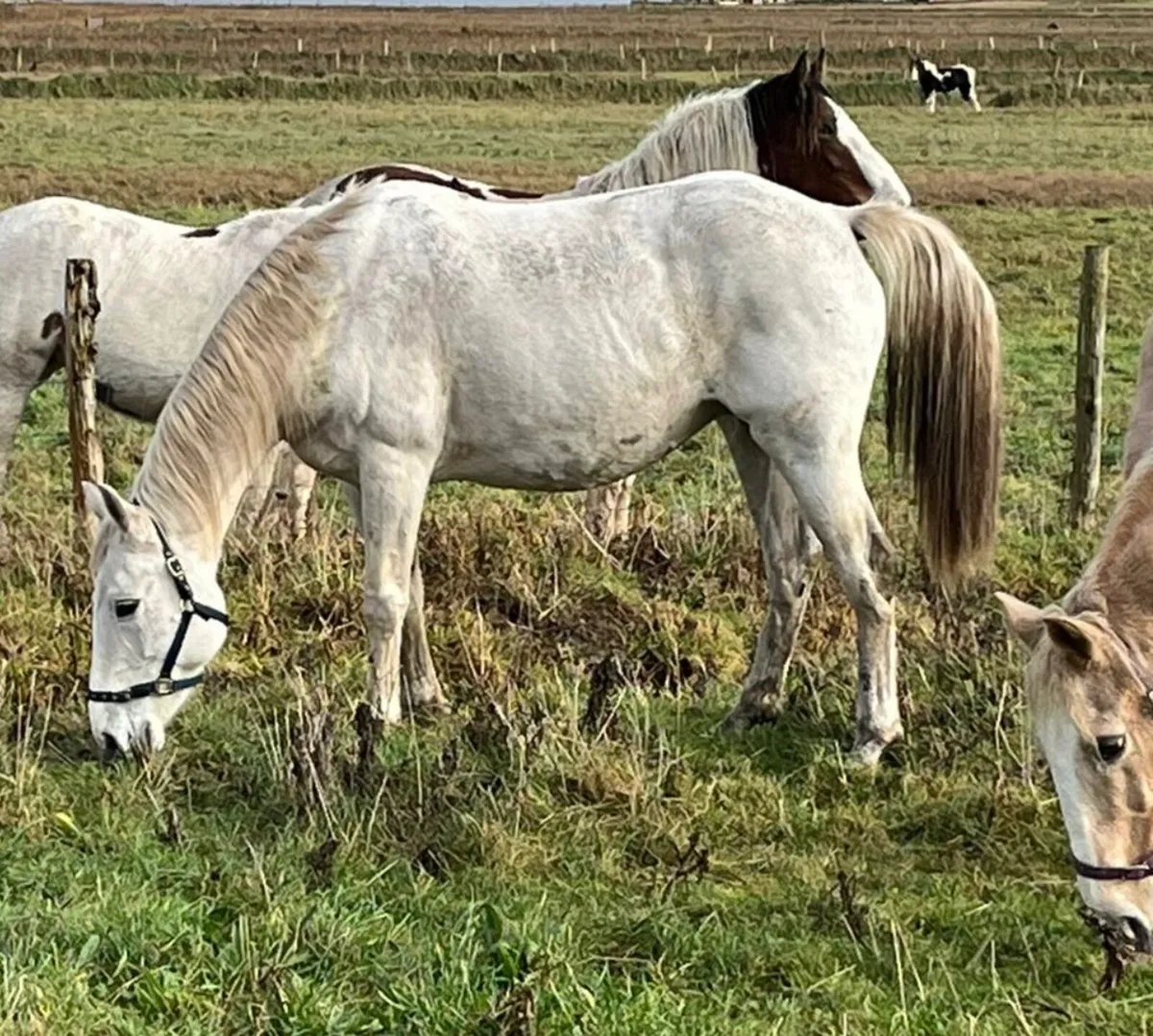 Womanizer X Last News X Clover Hill - Image 4