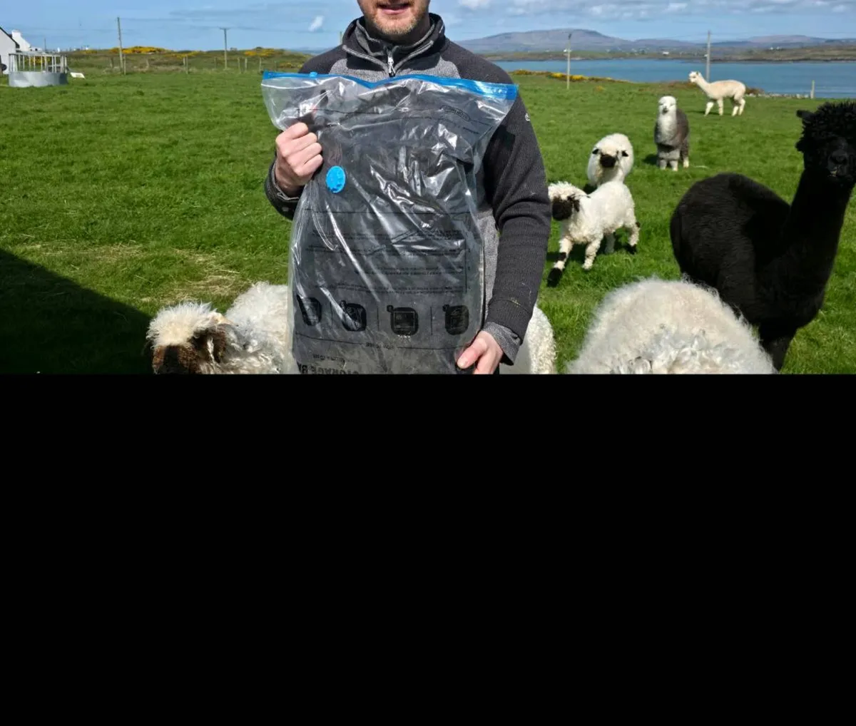 Alpaca &  Blacknose Valais Fleece - Image 2