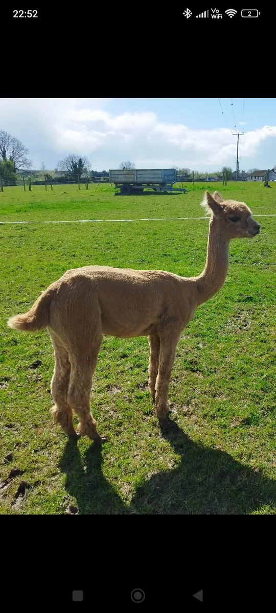 Boy Alpaca - Image 1
