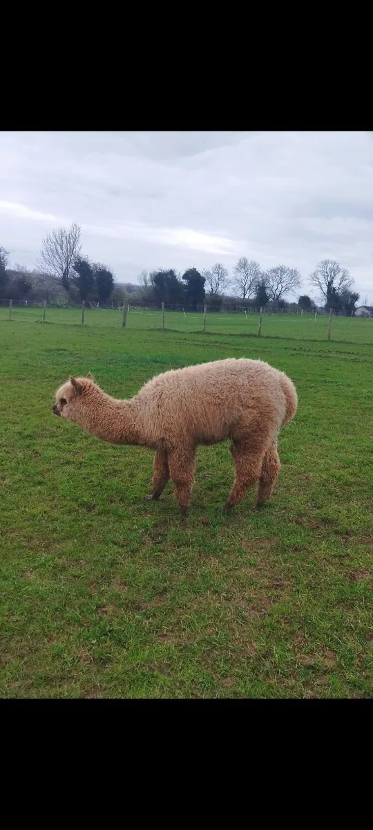 Boy Alpaca - Image 2