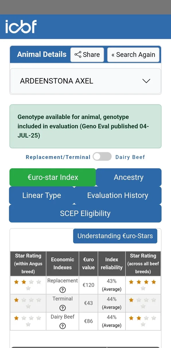 Purebred Angus Bulls - Image 4