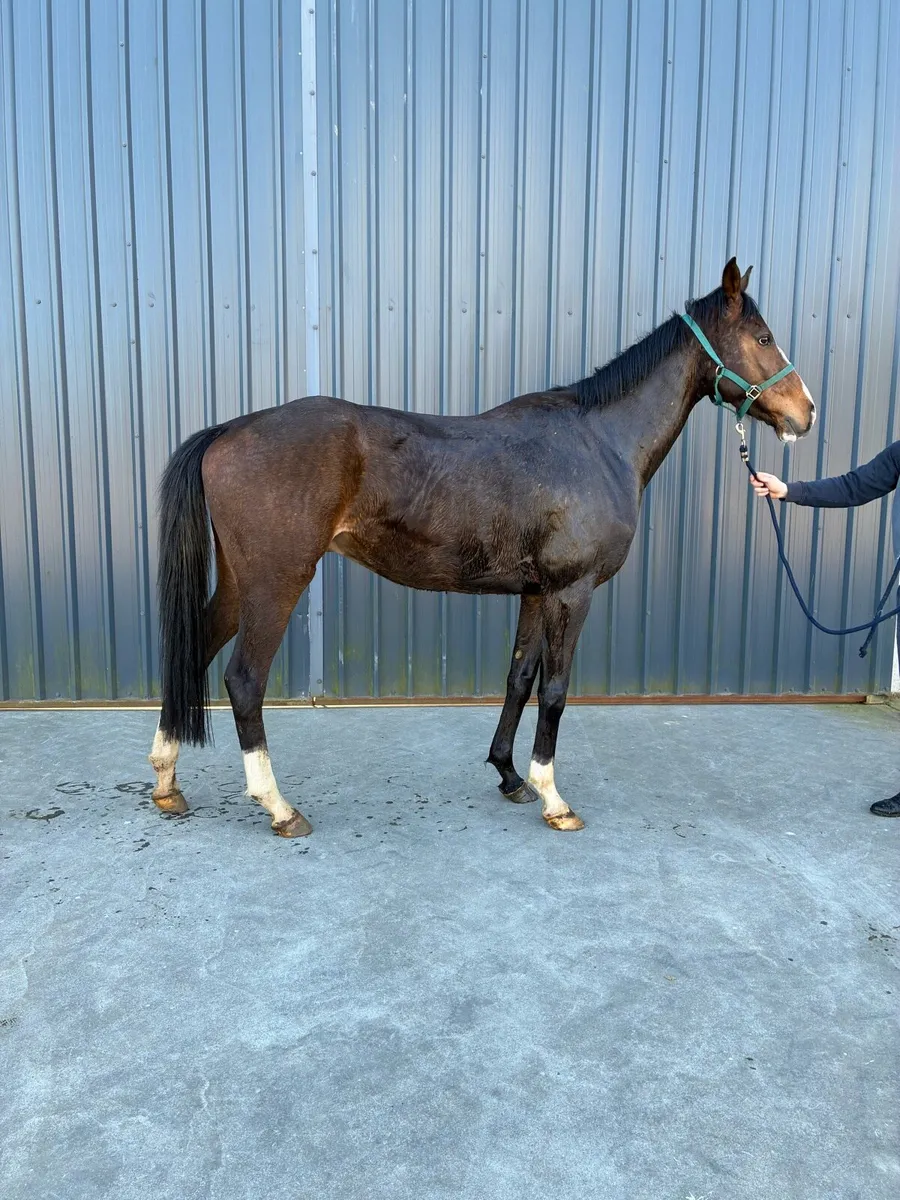 Smashing 6yo gelding - Image 1