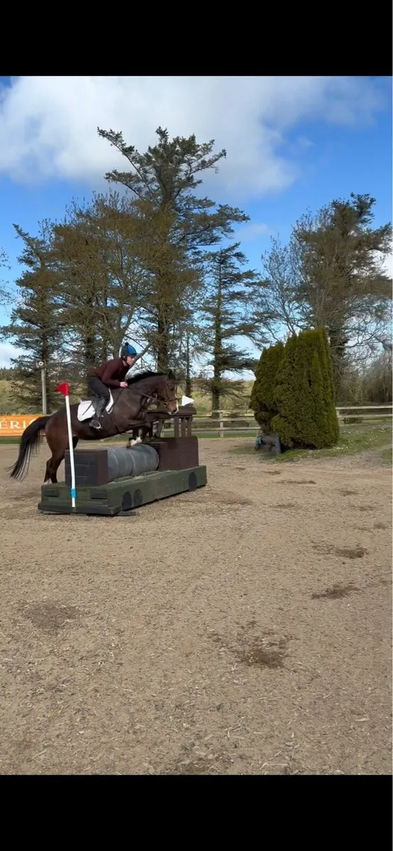 Smashing 6yo gelding - Image 3