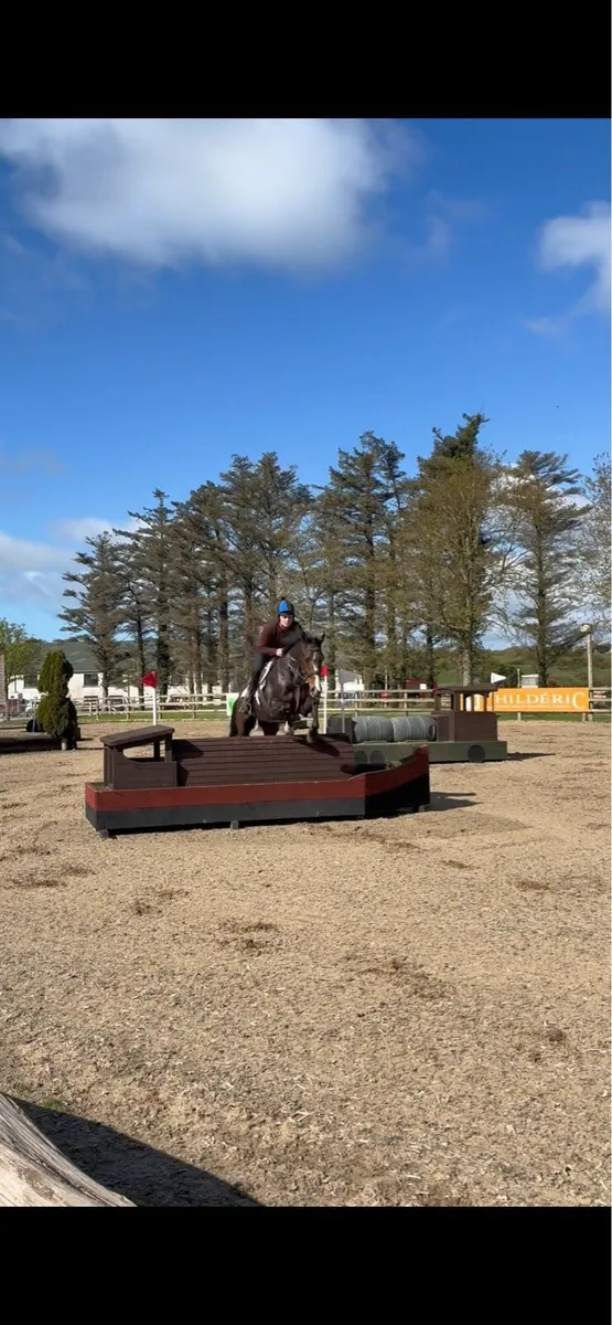 Smashing 6yo gelding - Image 4