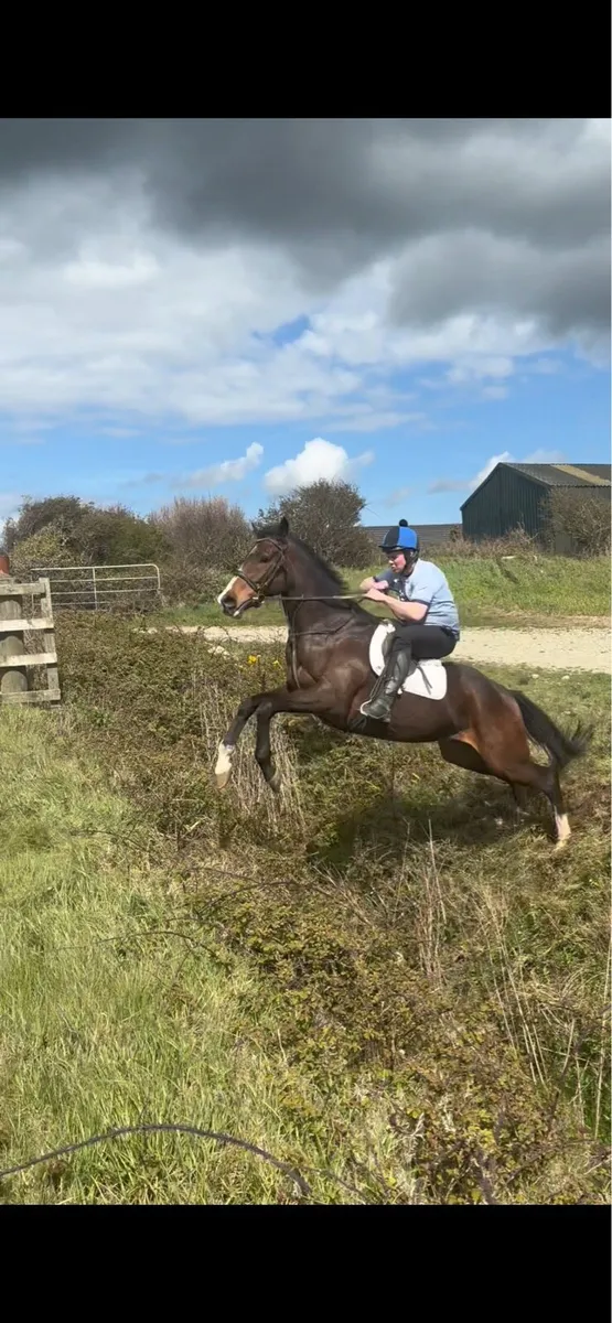 Smashing 6yo gelding - Image 2