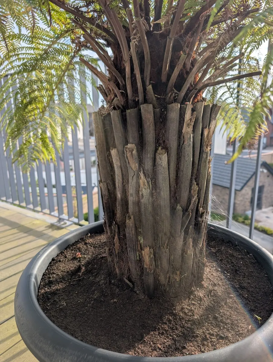 Tree Fern Dicksonia Antarctica (3ft Trunk) - Image 2