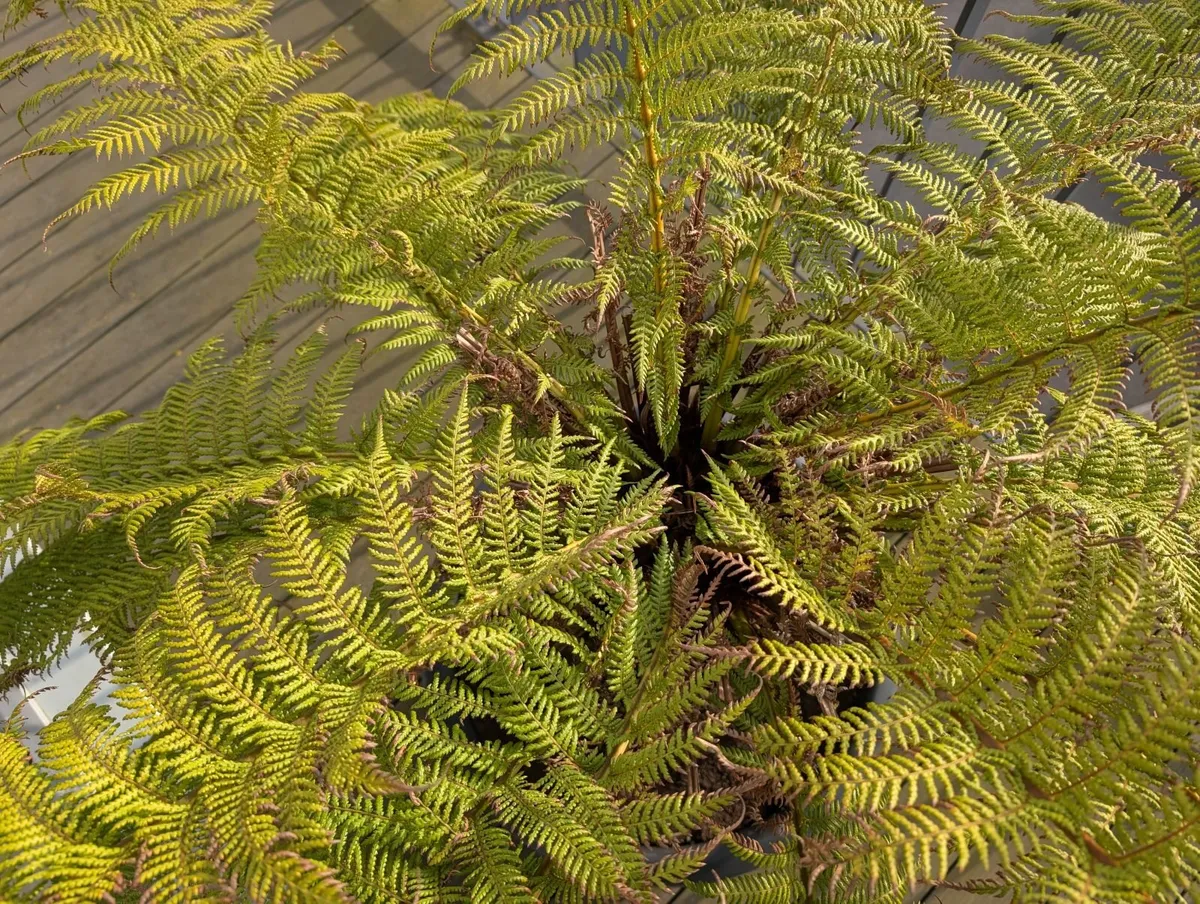 Tree Fern Dicksonia Antarctica (3ft Trunk) - Image 3