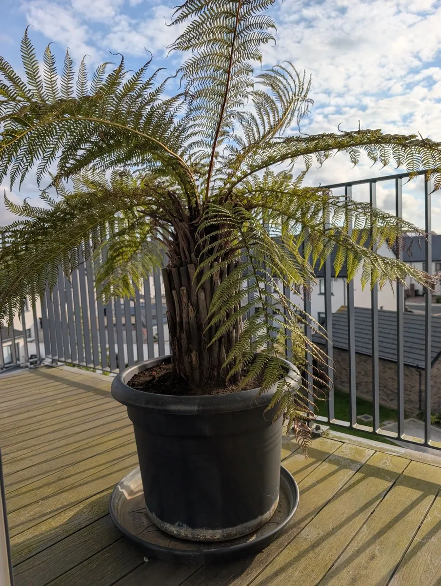 Tree Fern Dicksonia Antarctica (3ft Trunk) - Image 1