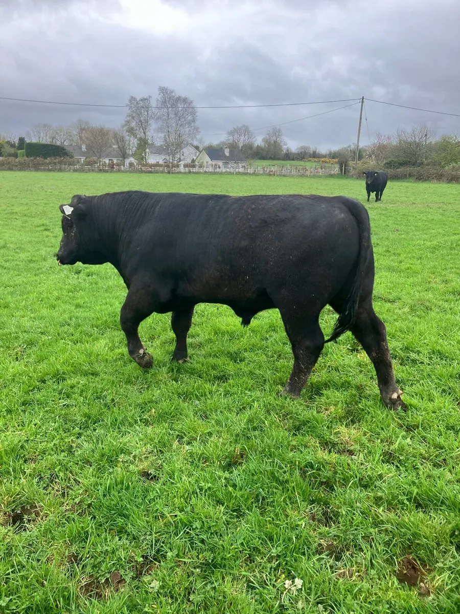 Pbr Angus bulls - Image 1