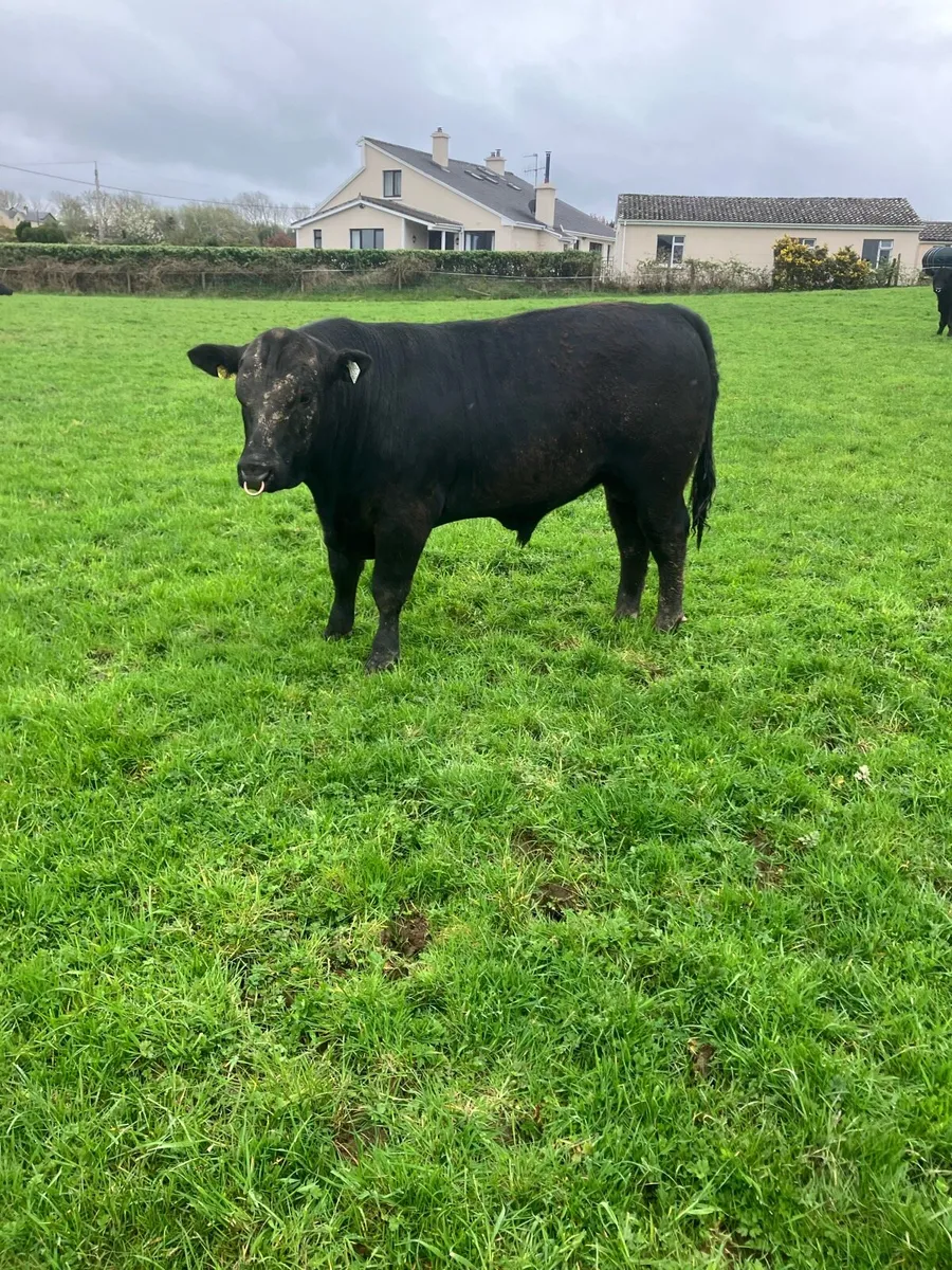 Pbr Angus bulls - Image 2