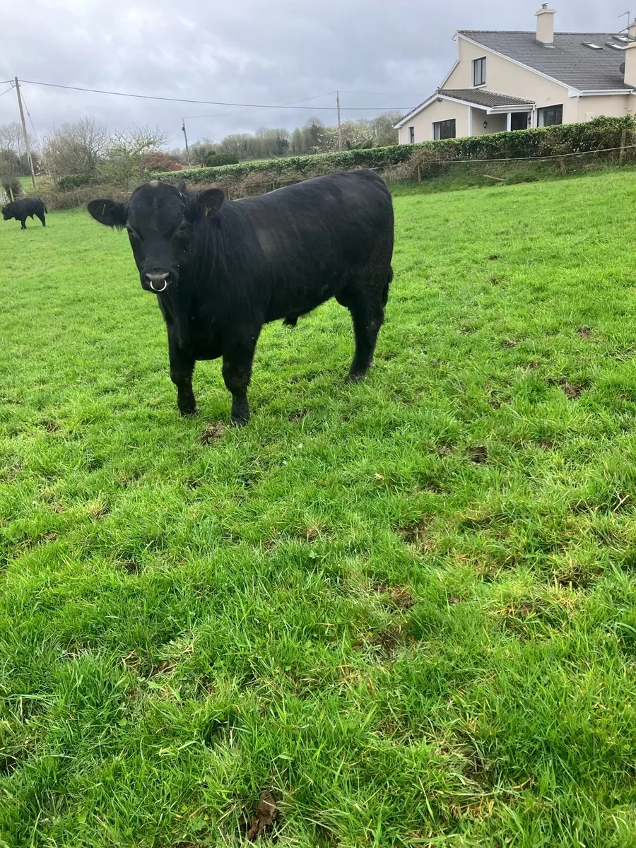 Pbr Angus bulls - Image 3