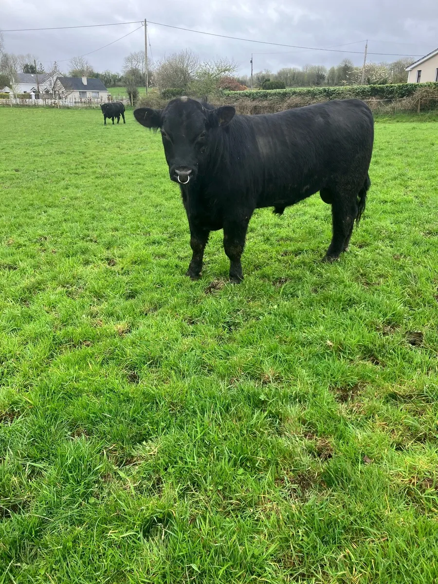 Pbr Angus bulls - Image 4