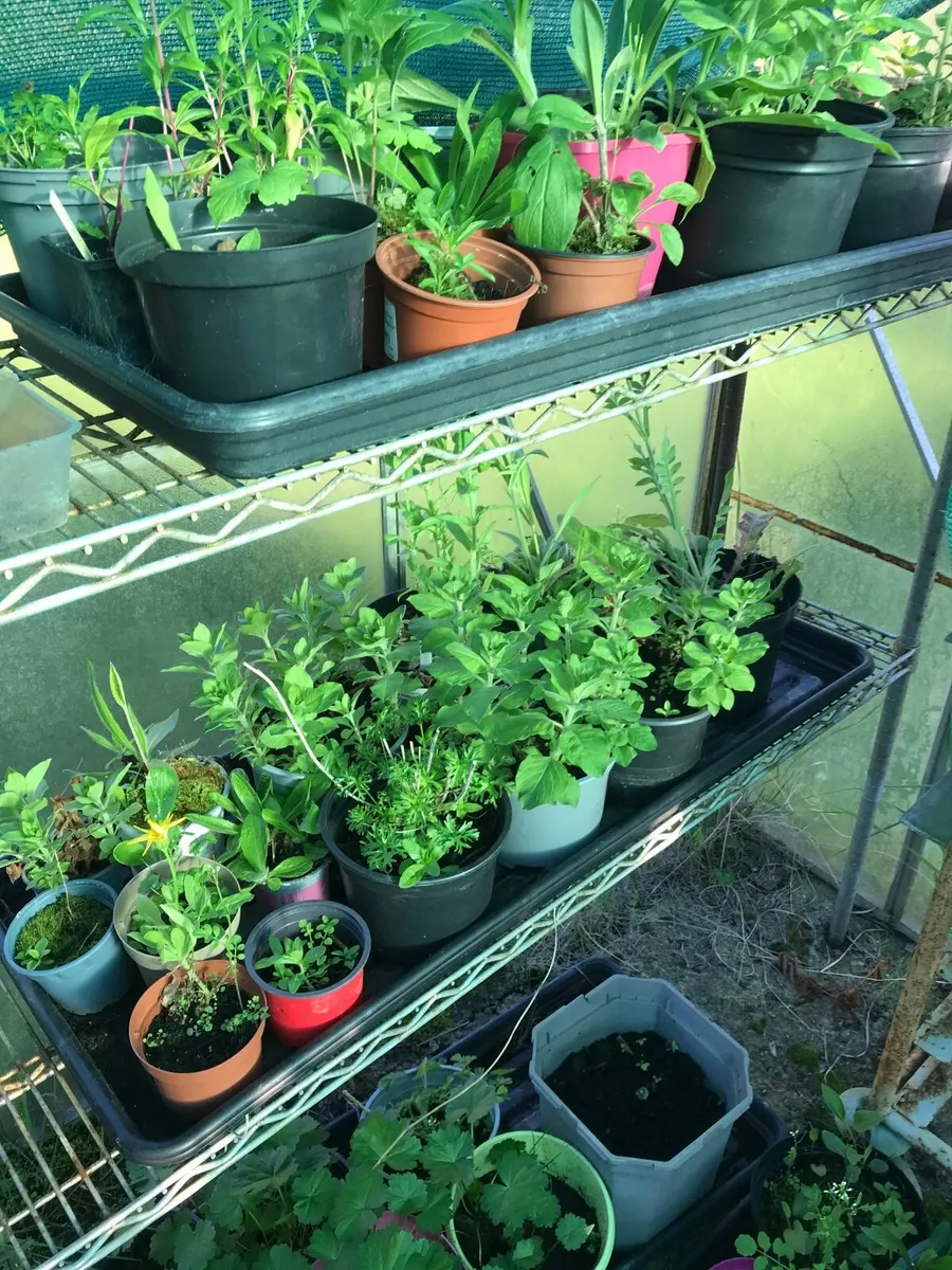 Cottage garden perennial flowers - Image 1