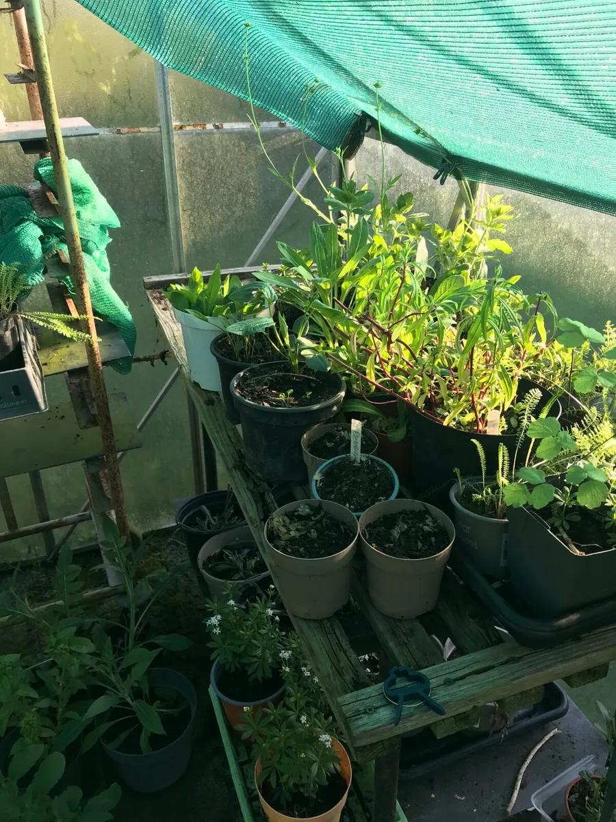 Cottage garden perennial flowers - Image 2