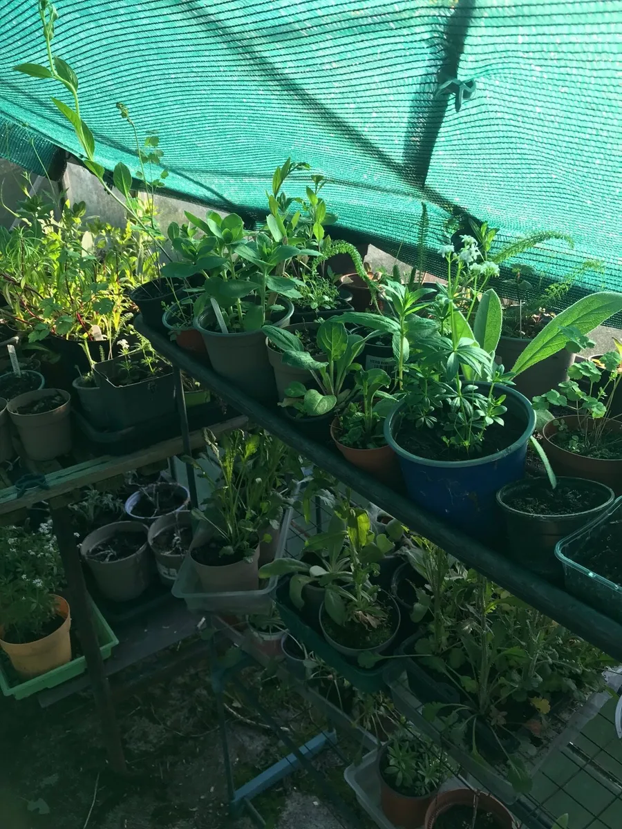 Cottage garden perennial flowers - Image 3