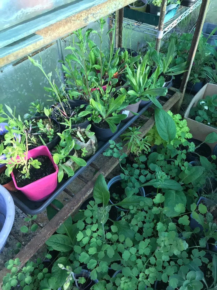 Cottage garden perennial flowers - Image 4