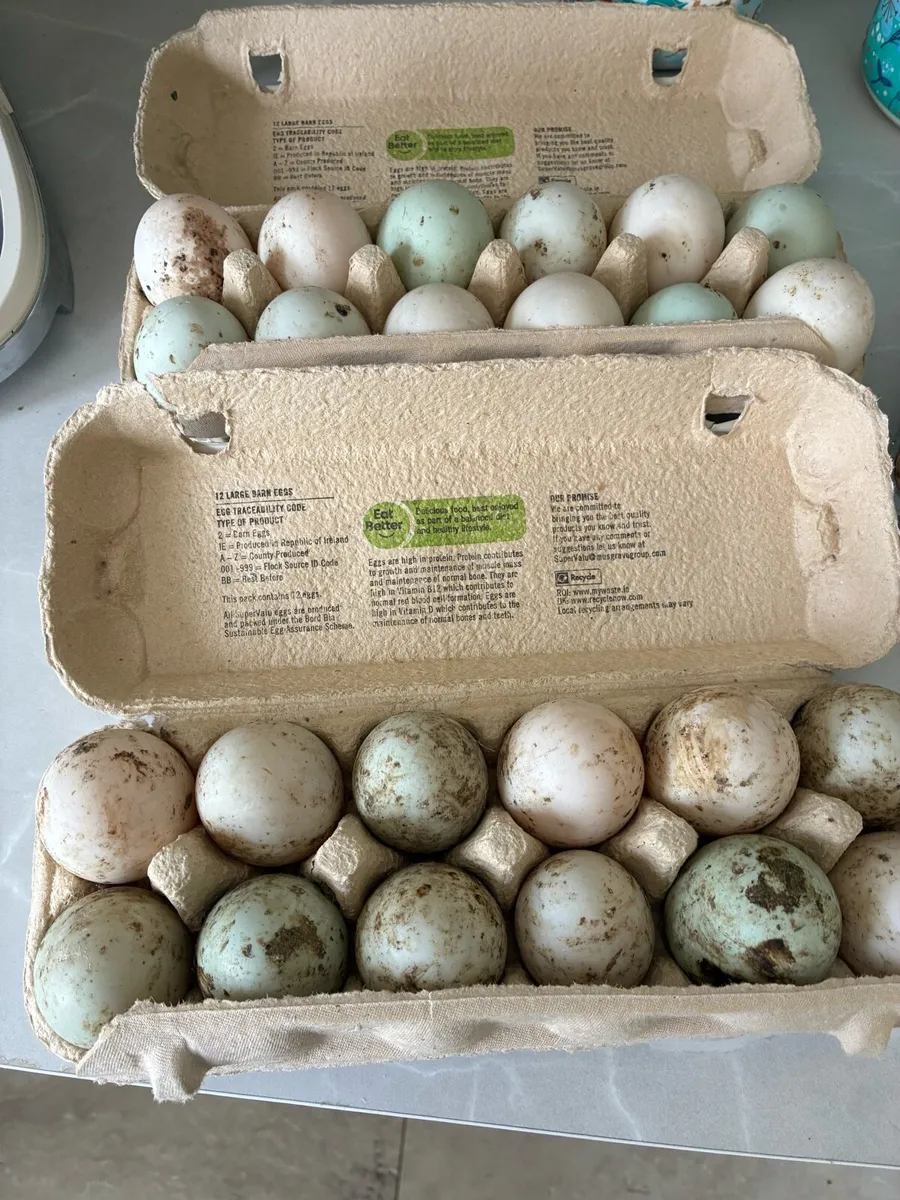 Duck hatching eggs - Image 1