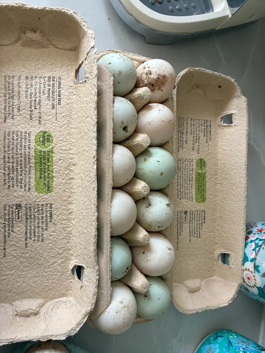 Duck hatching eggs - Image 2
