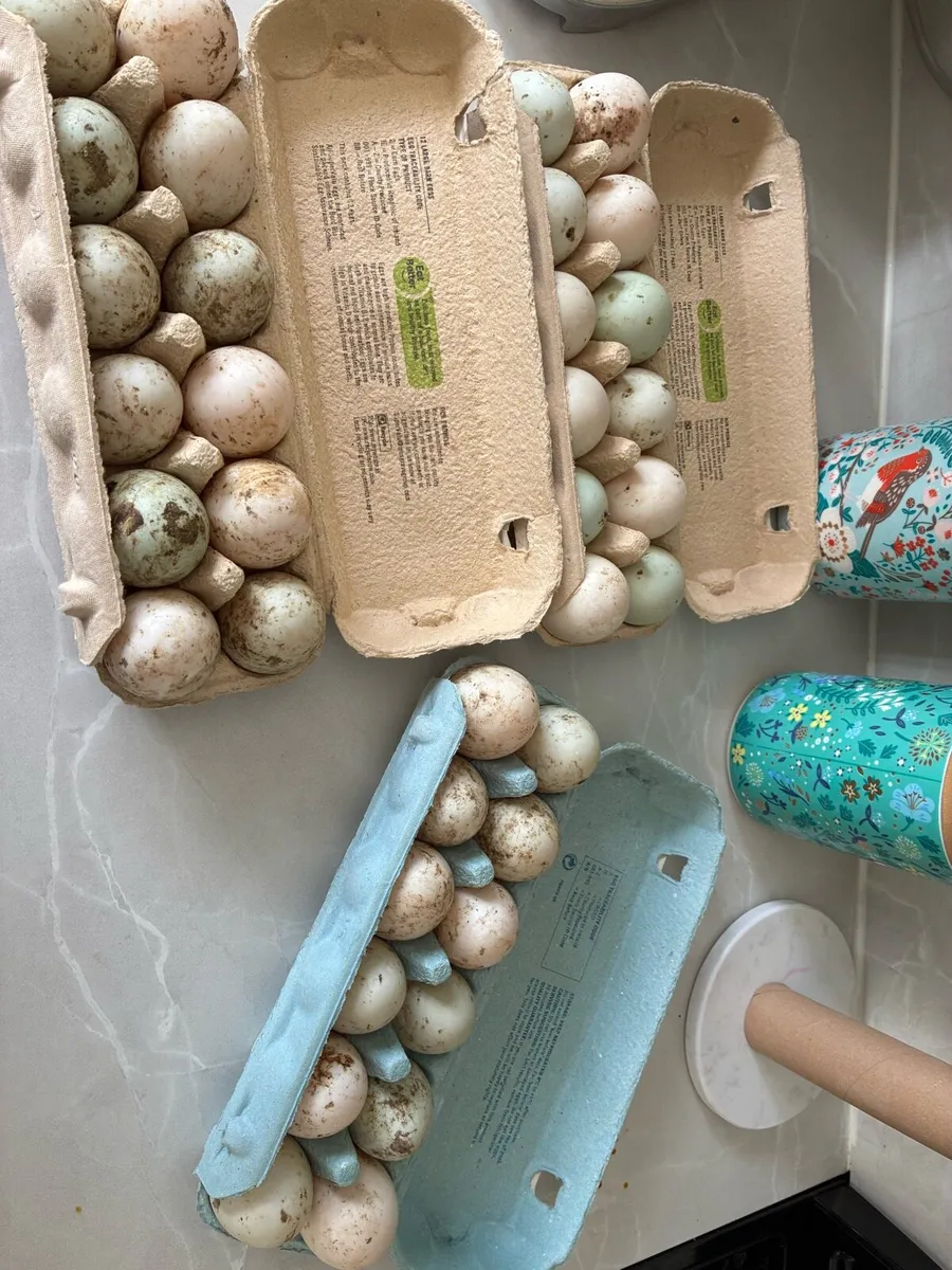 Duck hatching eggs - Image 3